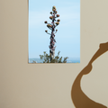 #frame_unframed