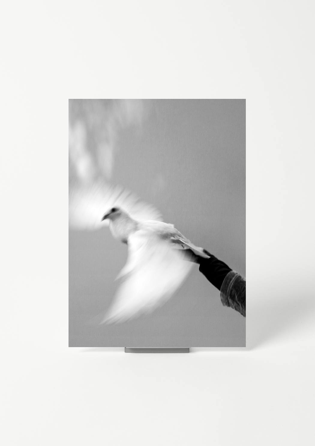 Destiny and The Dove – CAART.